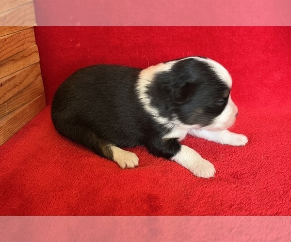 Medium Photo #7 Miniature Australian Shepherd Puppy For Sale in FORT MORGAN, CO, USA