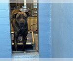 Small Mastiff