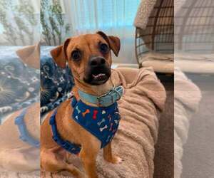 Chihuahua-Unknown Mix Dogs for adoption in Visalia, CA, USA