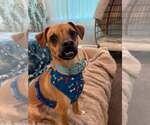 Small Chihuahua Mix