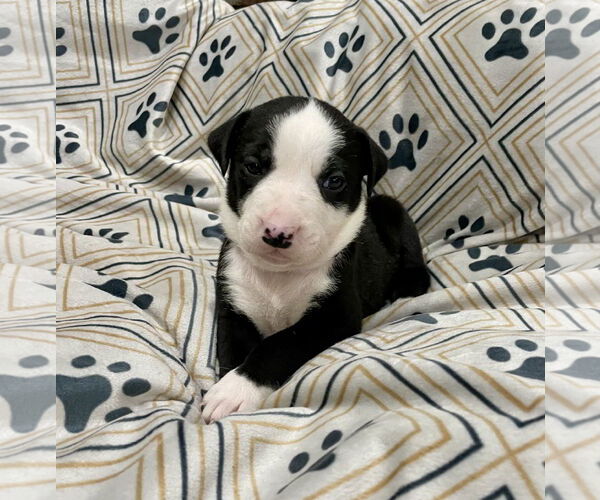 Medium Photo #2 Labrador Retriever-Unknown Mix Puppy For Sale in Duluth, MN, USA