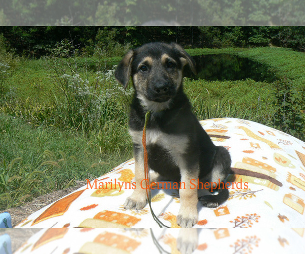 Medium Photo #1 German Shepherd Dog Puppy For Sale in PIEDMONT, MO, USA