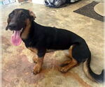 Small Basset Hound-German Shepherd Dog Mix