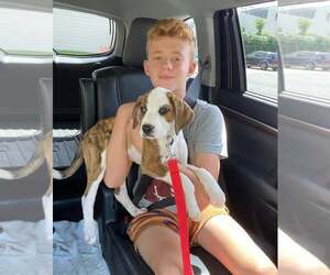Bear Litter - Winnie - Female Boxer Dog for Adoption - Photo #9