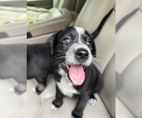 Medium Photo #2 Labrador Retriever-Unknown Mix Puppy For Sale in The Woodlands, TX, USA