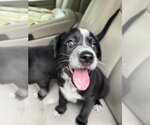 Small #1 Labrador Retriever Mix