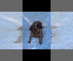 Cavalier King Charles Spaniel Puppy for sale in NILES, MI, USA