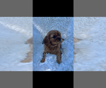 Image preview for Ad Listing. Nickname: AKC Wesley