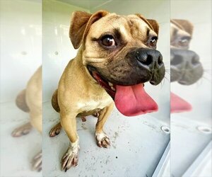 French Bulloxer Dogs for adoption in Houston, TX, USA