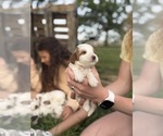 Small Photo #48 Goldendoodle (Miniature) Puppy For Sale in FREDERICA, DE, USA