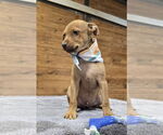 Small #5 American Pit Bull Terrier Mix