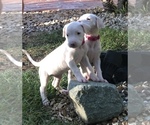 Small Photo #12 Dogo Argentino Puppy For Sale in CHULA VISTA, CA, USA