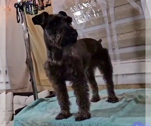 Father of the Schnauzer (Miniature) puppies born on 06/25/2025