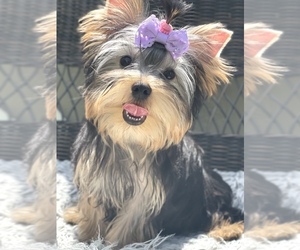 Yorkshire Terrier Puppy for sale in CORAL SPRINGS, FL, USA
