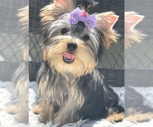 Yorkshire Terrier Puppy for sale in CORAL SPRINGS, FL, USA