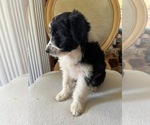 Puppy Mac Sheltidoodle