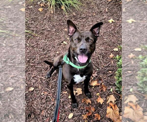 Medium Photo #2 Australian Kelpie-Unknown Mix Puppy For Sale in Elk Grove, CA, USA