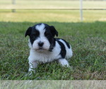 Puppy Gaia Havanese