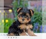 Kylie - Female Yorkshire Terrier Puppy for Sale - Photo #3