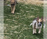 Small Photo #3 Mutt Puppy For Sale in Sandy, UT, USA