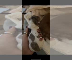 Dachshund Puppy for sale in MIAMI, FL, USA