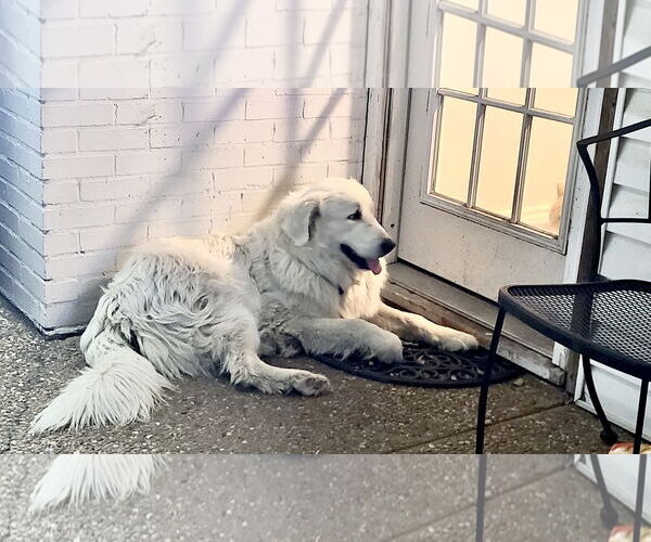 Medium Photo #7 Great Pyrenees Puppy For Sale in Spring, TX, USA