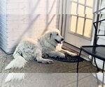 Small #6 Great Pyrenees