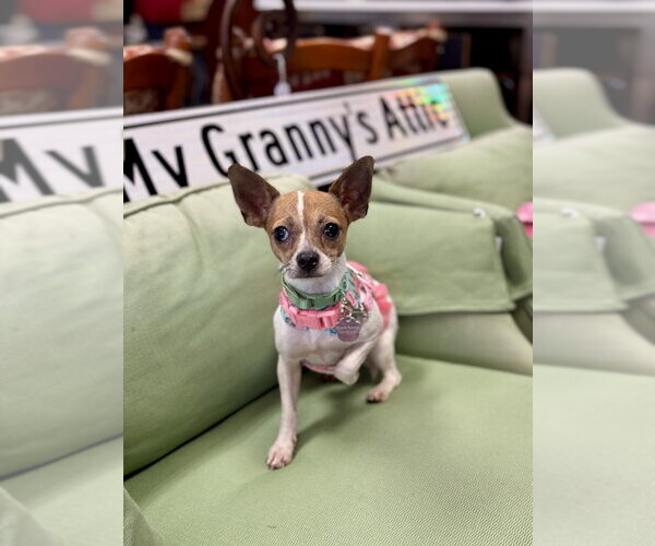 Medium Photo #1 Chihuahua Puppy For Sale in Mundelein, IL, USA
