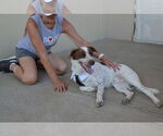 Small #2 Border Collie-Pointer Mix