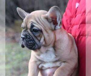 French Bulldog Puppy for sale in DEEP GAP, NC, USA