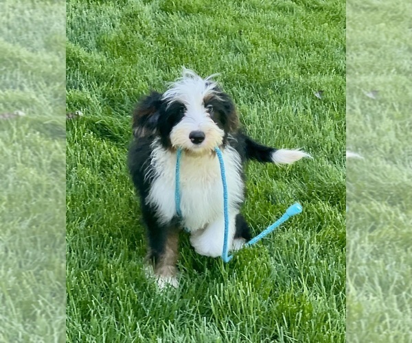 Medium Photo #1 Bernedoodle (Miniature) Puppy For Sale in DUNDEE, OH, USA