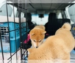 Small Photo #11 Shiba Inu Puppy For Sale in FREMONT, CA, USA