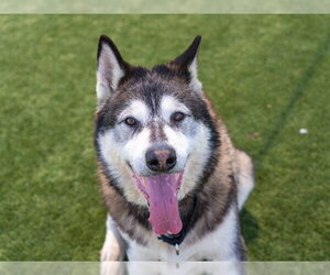 Alaskan Malamute Dogs for adoption in Martinez, CA, USA