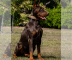 Small Photo #121 Doberman Pinscher Puppy For Sale in FORT LAUDERDALE, FL, USA