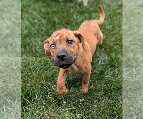 Medium Photo #2 Mutt Puppy For Sale in Holly Springs, NC, USA