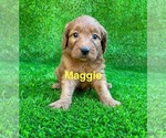 Image preview for Ad Listing. Nickname: Maggie