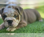 Small Photo #19 Bulldog Puppy For Sale in STOCKBRIDGE, GA, USA