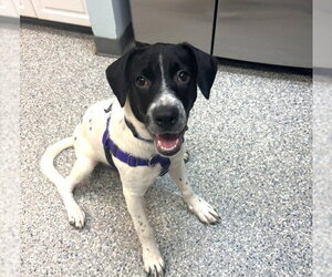 Pointer-Unknown Mix Dogs for adoption in Sayreville, NJ, NJ, USA