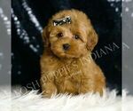Small #5 Goldendoodle (Miniature)