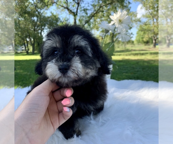 Medium Photo #8 Havanese-Poodle (Toy) Mix Puppy For Sale in HOUSTON, TX, USA