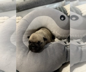French Bulldog Puppy for Sale in OPP, Alabama USA