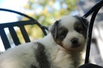 Puppy 0 Miniature Australian Shepherd