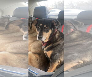 RUSTY (BONDED w/TANK)(COURTESY POST) - Male Mutt Dog for Adoption - Photo #2