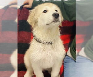 Great Pyrenees-Unknown Mix Dogs for adoption in Westminster, MD, USA