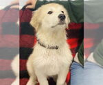 Small Great Pyrenees Mix