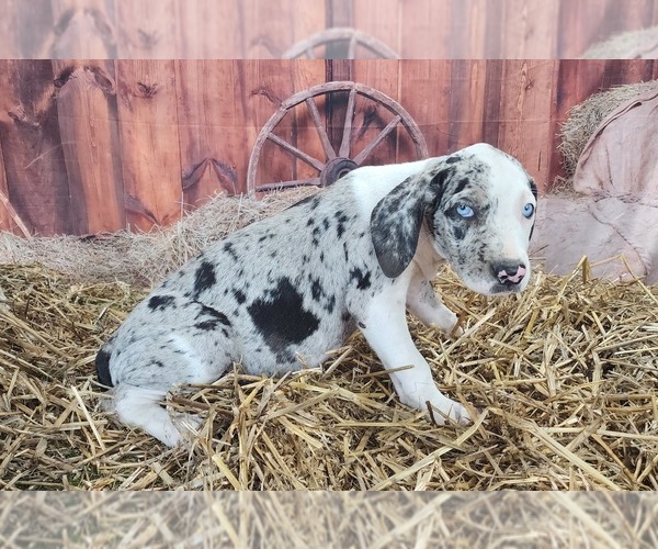 Medium Photo #9 Catahoula Leopard Dog Puppy For Sale in CUMBY, TX, USA