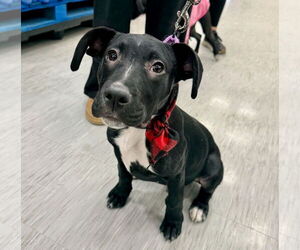 Catahoula Leopard Dog-Labrador Retriever Mix Dogs for adoption in GILBERTS, IL, USA
