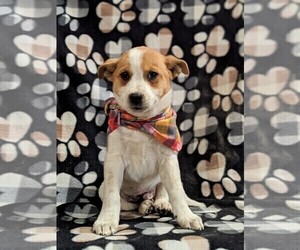 Mutt Puppy for sale in KIRKWOOD, PA, USA