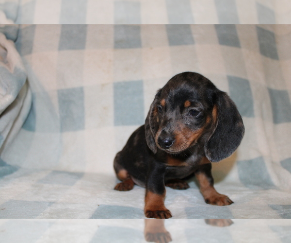 Medium Photo #9 Dachshund Puppy For Sale in BLMGTN, IN, USA