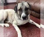 Small #1 Anatolian Shepherd Mix